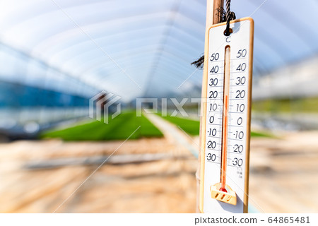 Rice seedlings and thermometers grown in a plastic house 64865481