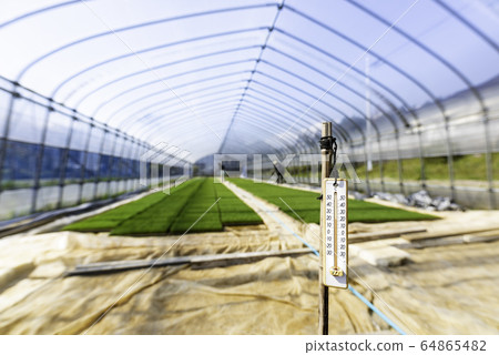 Rice seedlings and thermometers grown in a plastic house 64865482