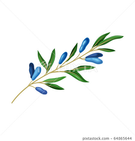 Honeysuckle Branch with Blue Oblong Berries and Green Fibrous Leaves Vector Illustration 64865644