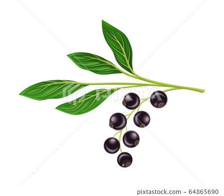 Black Currant Branch with Hanging Ripe Berries Vector Illustration 64865690
