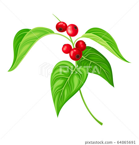 Red Currant Branch with Hanging Ripe Berries Vector Illustration 64865691