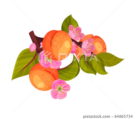 Ripe Orange Apricots Hanging on Leafy Tree Branch Vector Illustration 64865734