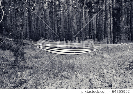 Hammock stretched with ropes between two pine Hammock stretched with ropes between two pine 64865992