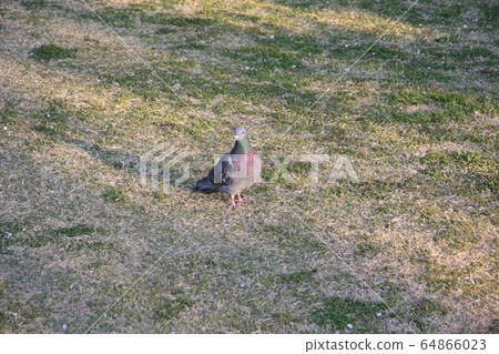Rock pigeon 64866023
