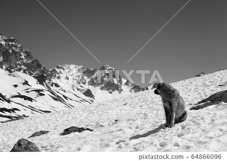 Dog sitting on snow and look back at high snowy 64866096