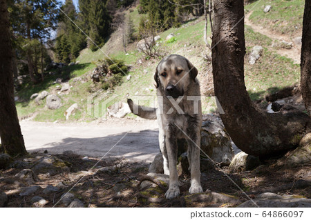 Homeless dog with droopy ears looks sad eyes 64866097