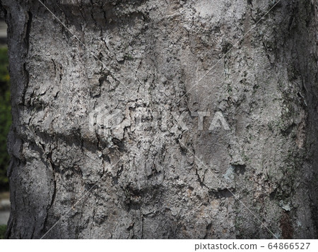 樹皮 樹皮 64866527