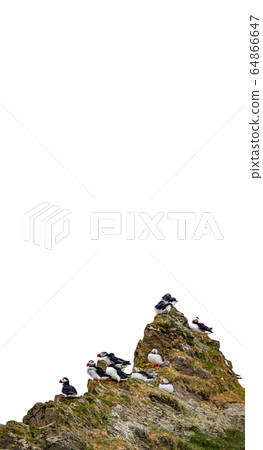 Group of puffins over the rocks with text space on top Group of puffins over the rocks with text space on top 64866647