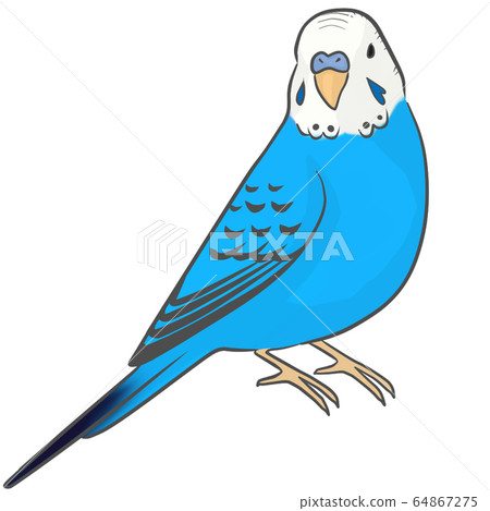 Sekisei parakeet 64867275