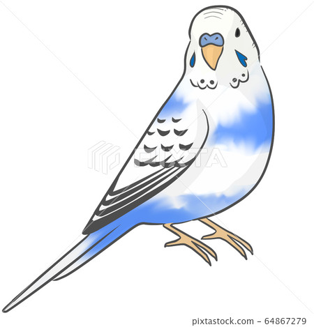 Sekisei parakeet Sekisei parakeet 64867279