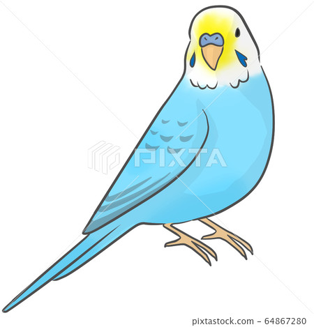 Sekisei parakeet Sekisei parakeet 64867280