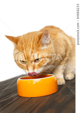 Red cat eats food 64868233