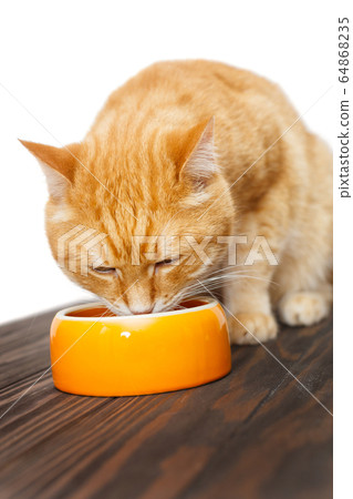 Red cat eats food Red cat eats food 64868235