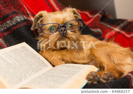 Dog with glasses reading a book 64868257