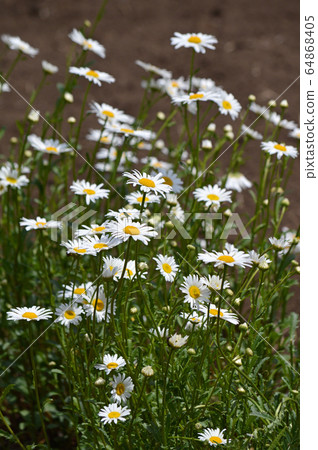 French Giku 64868405