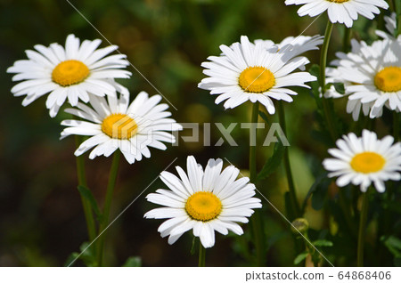 French Giku 64868406