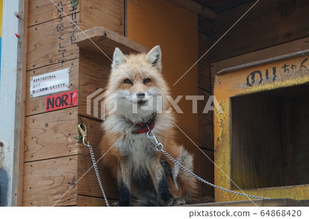 福克斯的紫菜 64868420