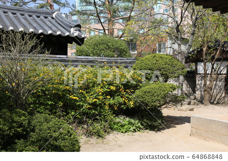 城北區正陵洞春天的花朵 城北區正陵洞春天的花朵 64868848