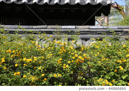 城北區正陵洞春天的花朵 城北區正陵洞春天的花朵 64868860