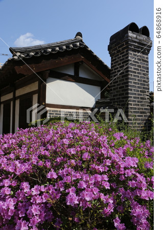 城北區正陵洞春天的花朵 城北區正陵洞春天的花朵 64868916