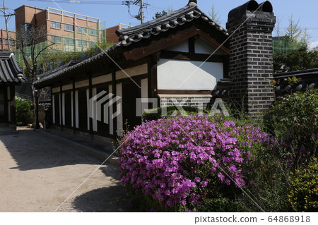 城北區正陵洞春天的花朵 城北區正陵洞春天的花朵 64868918