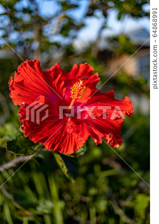 南島芙蓉 64868991