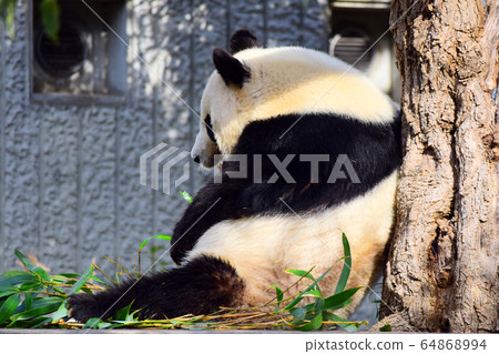 giant panda giant panda 64868994