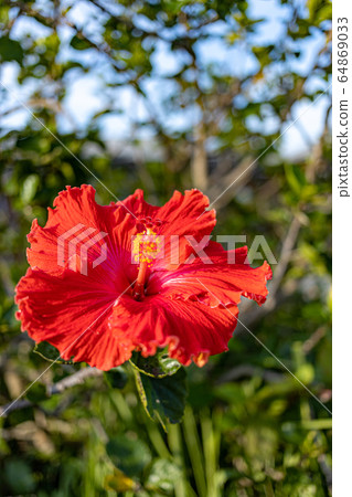 南島芙蓉 64869033