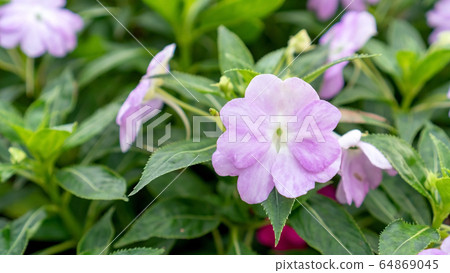 Purple busy lizzie flower in a garden. Purple busy lizzie flower in a garden. 64869045