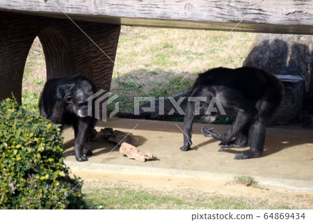 Chimpanzee 64869434