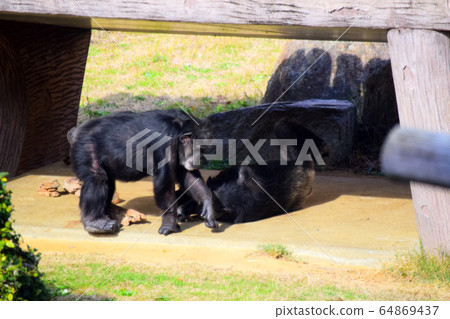 Chimpanzee 64869437