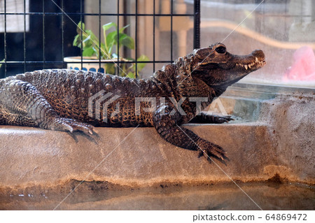 Wild Africa Cogata Crocodile 64869472