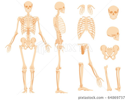The full anatomical skeleton of a person and individual bones The full anatomical skeleton of a person and individual bones 64869737