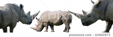White rhinoceros isolated on white background 64869973