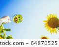 Sunflower field crops in a sunny day 64870525
