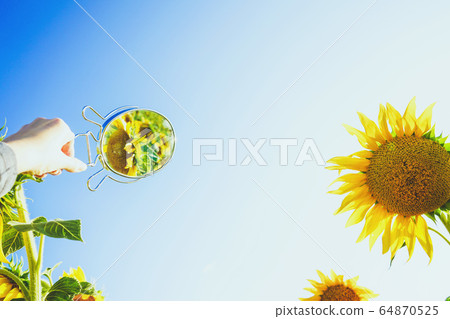 Sunflower field crops in a sunny day Sunflower field crops in a sunny day 64870525