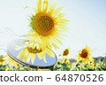 Sunflower field crops in a sunny day 64870526