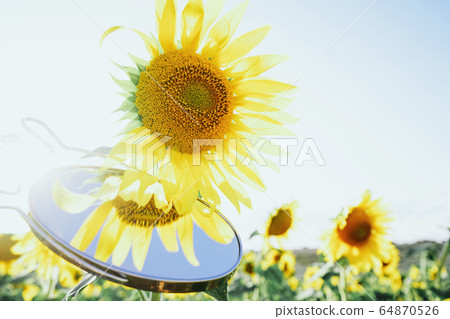 Sunflower field crops in a sunny day Sunflower field crops in a sunny day 64870526