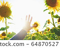 Sunflower field crops in a sunny day 64870527
