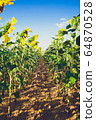 Sunflower field crops in a sunny day 64870528
