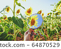 Sunflower field crops in a sunny day 64870529