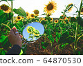 Sunflower field crops in a sunny day 64870530