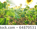 Sunflower field crops in a sunny day 64870531