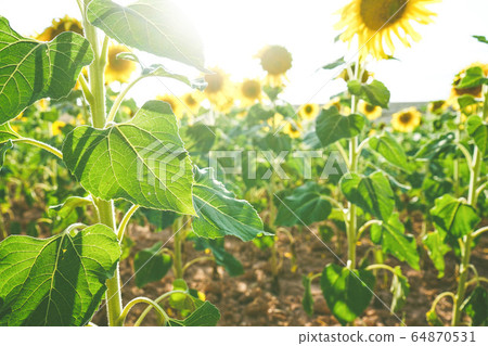 Sunflower field crops in a sunny day Sunflower field crops in a sunny day 64870531
