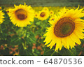 Sunflower field crops in a sunny day 64870536