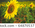Sunflower field crops in a sunny day 64870537