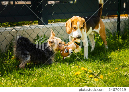 Cute Yorkshire Terrier dog running with beagle dog Cute Yorkshire Terrier dog running with beagle dog 64870619