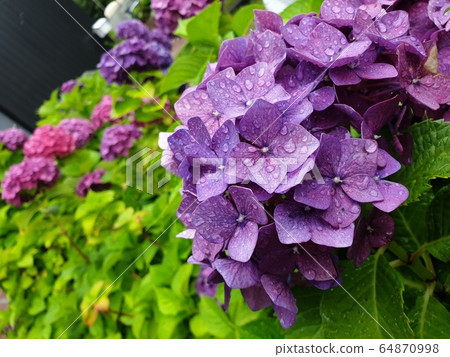 Purple flower tears Purple flower tears 64870998