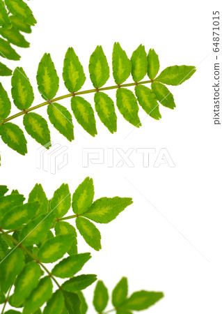 Sprout of Japanese Pepper Pepper 64871015