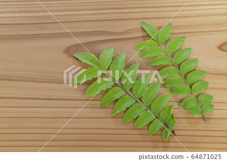 Sprout of Japanese Pepper Pepper Sprout of Japanese Pepper Pepper 64871025